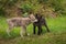 Grey Wolf Canis lupus Pup Bites At Face of Sibling