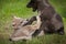 Grey Wolf Canis lupus Pup Bites Paw of Sibling