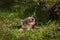 Grey Wolf Canis lupus Pup Bites at Plant