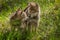 Grey Wolf Canis lupus Pups Look at Each Other