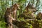 Grey Wolf Canis lupus and Pups Look Right Atop Rock