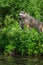 Grey Wolf Canis lupus Pups Look Up at Adult Mouth Open Summer