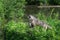 Grey Wolf Canis lupus Pups Look Up at Howling Adult Summer