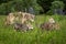 Grey Wolf Canis lupus Pups Run Through Field