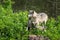 Grey Wolf Canis lupus Pups Stretches Up to Licks at Adult Summer