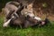 Grey Wolf Canis lupus Pups Wrestle