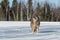 Grey Wolf Canis lupus Raises Head Eyes Closed Winter