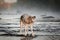 Grey Wolf Canis lupus in River Shakes Off Water Autumn