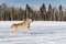 Grey Wolf (Canis lupus) Runs Across Snowy Field Front Paw Up Winter