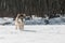 Grey Wolf (Canis lupus) Runs Along Snowy Riverbed