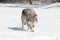 Grey Wolf (Canis lupus) Runs Along Snowy Riverbed with Tongue Out