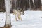 Grey Wolf Canis lupus Runs Through Birch Woods Winter