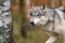 Grey Wolf Canis lupus Runs Left Through Woods Autumn