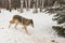 Grey Wolf Canis lupus Runs Right Towards Pine