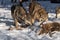 Grey Wolf Canis lupus Sniffs at Body of White-tail Deer Winter