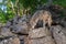 Grey Wolf Canis lupus Sniffs at Rock Pile Summer