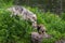 Grey Wolf Canis lupus Sniffs at Two Pups on Pond Island Summer