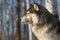 Grey Wolf Canis lupus Soaks Up Sun Eyes Closed Winter