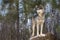 Grey Wolf Canis lupus Standing on Rock Looks Left Winter