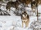 Grey wolf, Canis lupus, standing in snowy winter forest. The rest of the wolf pack in the background behind trees.