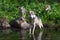 Grey Wolf Canis lupus Standing in Water and Pups Look Out From Island Summer