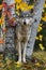 Grey Wolf Canis lupus Stands Between Birch Trees Autumn