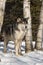 Grey Wolf Canis lupus Stands Between Birch Trees Weed in Foreground Winter