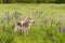 Grey Wolf Canis lupus Stands in Field Paw Up