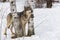 Grey Wolf Canis lupus Stands Front Paws Between Birch Trees Looking Up Winter