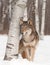 Grey Wolf (Canis lupus) Stands Next to Birch Tree