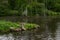 Grey Wolf Canis lupus Stands on Rock at Edge of Pond Island Summer