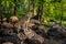 Grey Wolf Canis lupus Stands on Rocks at Edge of Forest Summer