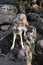 Grey Wolf Canis lupus Stands On Rocks Looking Right Summer