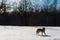 Grey Wolf Canis lupus Stands Silhouetted in Snowy Field Back to Viewer Winter