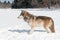 Grey Wolf (Canis lupus) Stands in Snowy Riverbed Looking Left