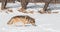 Grey Wolf (Canis lupus) Trots Along Snowy Riverbed