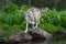 Grey Wolf Canis lupus Turns on Rock at Edge of Pond Island Summer