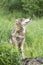 Grey Wolf Catching a Scent in the Air