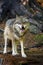 The grey wolf or gray wolf Canis lupus standing in the forest. A large wolf with its tongue sticking out stands in the middle of