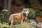 The grey wolf or gray wolf Canis lupus standing on a rock. A large wolf stands high on a rock in a Central European forest