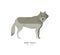 Grey wolf isolated wild animal cartoon