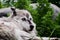 A grey wolf lying in the grass at the Assiniboine Park Zoo, Winnipeg, Manitoba, Canada