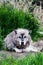 A grey wolf lying in the grass at the Assiniboine Park Zoo, Winnipeg, Manitoba, Canada