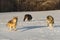 Grey Wolf Pack Canis lupus Moves About Field in Early Morning Light Winter