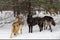 Grey Wolf Pack Canis lupus Stands at Edge of Woods Winter