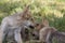 Grey Wolf Puppy Biting its Brother`s Ear