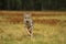 Grey wolf running on colorful meadow - Canis lupus