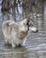 Grey Wolf Standing in a Lake