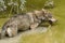 Grey wolf swimming in the river