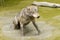 Grey wolf swimming in the river